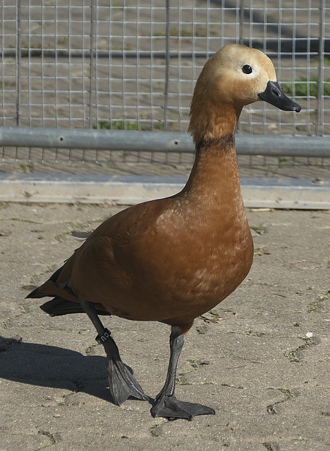 奥尼尔压阵