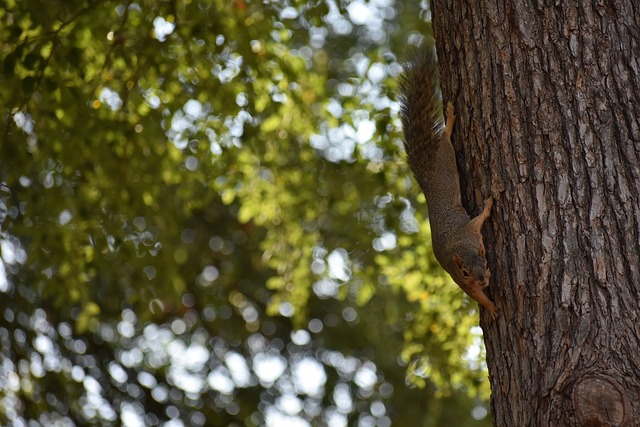 伤缺席时 伤缺席时
